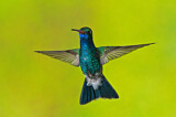 Image. Blaukehl-Breitschnabelkolibri