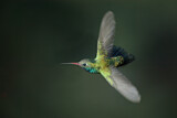 Image. Blaukehl-Breitschnabelkolibri