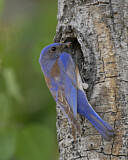 Image. Blaukehl-Hüttensänger