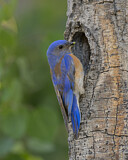 Image. Blaukehl-Hüttensänger