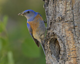Image. Blaukehl-Hüttensänger