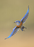 Image. Blaukehl-Hüttensänger