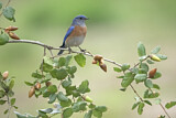 Image. Blaukehl-Hüttensänger
