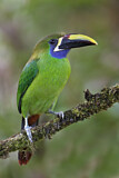 Image. Blaukehlarassari