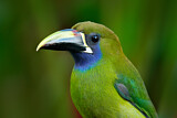 Image. Blaukehlarassari