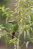Image. Blaukehlarassari