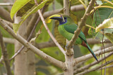 Image. Blaukehlarassari