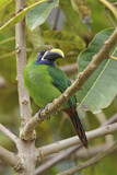 Image. Blaukehlarassari