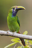 Image. Blaukehlarassari