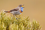 Image. Blaukehlchen