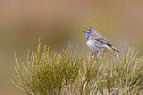 Image. Blaukehlchen