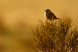 Image. Blaukehlchen