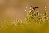Image. Blaukehlchen