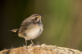 Image. Blaukehlchen