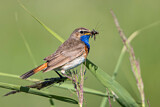 Image. Blaukehlchen