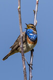 Image. Blaukehlchen