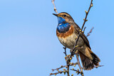 Image. Blaukehlchen