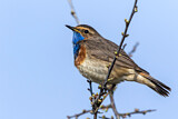 Image. Blaukehlchen