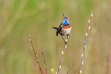 Image. Blaukehlchen
