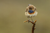 Image. Blaukehlchen