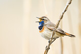 Image. Blaukehlchen