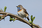 Image. Blaukehlchen