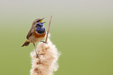 Image. Blaukehlchen