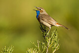 Image. Blaukehlchen