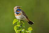 Image. Blaukehlchen
