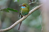 Image. Blaukehlmotmot