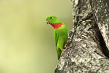Image. Blaukronenpapageichen