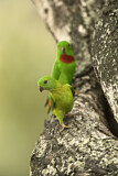 Image. Blaukronenpapageichen