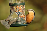 Image. Blaumeise & Europäischer Kleiber