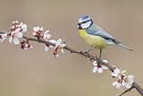 Image. Blaumeise