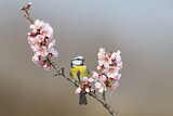 Image. Blaumeise