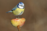 Image. Blaumeise