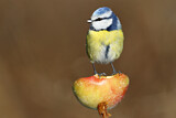 Image. Blaumeise