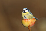 Image. Blaumeise
