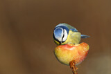 Image. Blaumeise