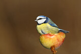 Image. Blaumeise