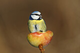 Image. Blaumeise