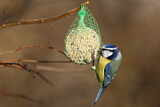 Image. Blaumeise