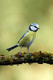 Image. Blaumeise