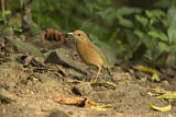 Image. Blaunackenpitta