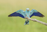 Image. Blauracke