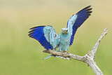 Image. Blauracke
