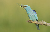 Image. Blauracke
