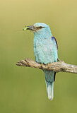 Image. Blauracke