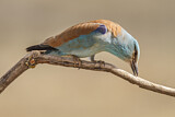 Image. Blauracke