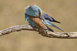 Image. Blauracke